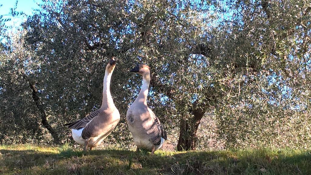 Piccolo Relais Galletto Di Marzo Spa E Relax Solo Per Due Paciano Eksteriør bilde